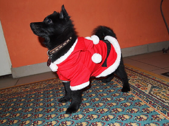 Amira 14 Wochen Weihnachten1