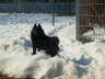 Amira im Schnee