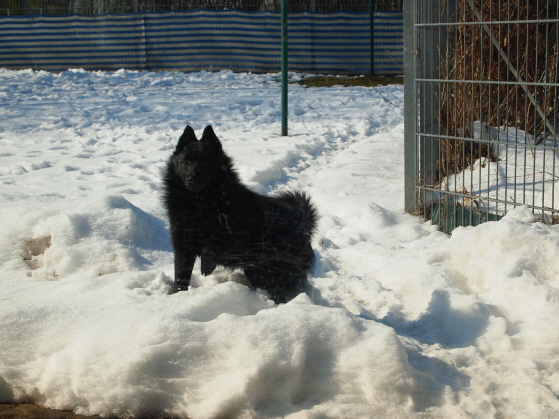 Amira im Schnee