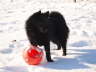 Amira im Schnee