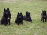 Luna, Nox, Nele und Amira