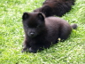 Nele 6 Wochen