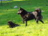 Nele und Amira 4 Wochen alt