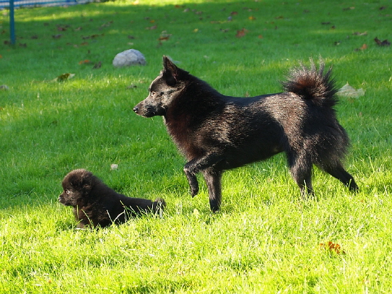 Nele und Amira 4 Wochen alt